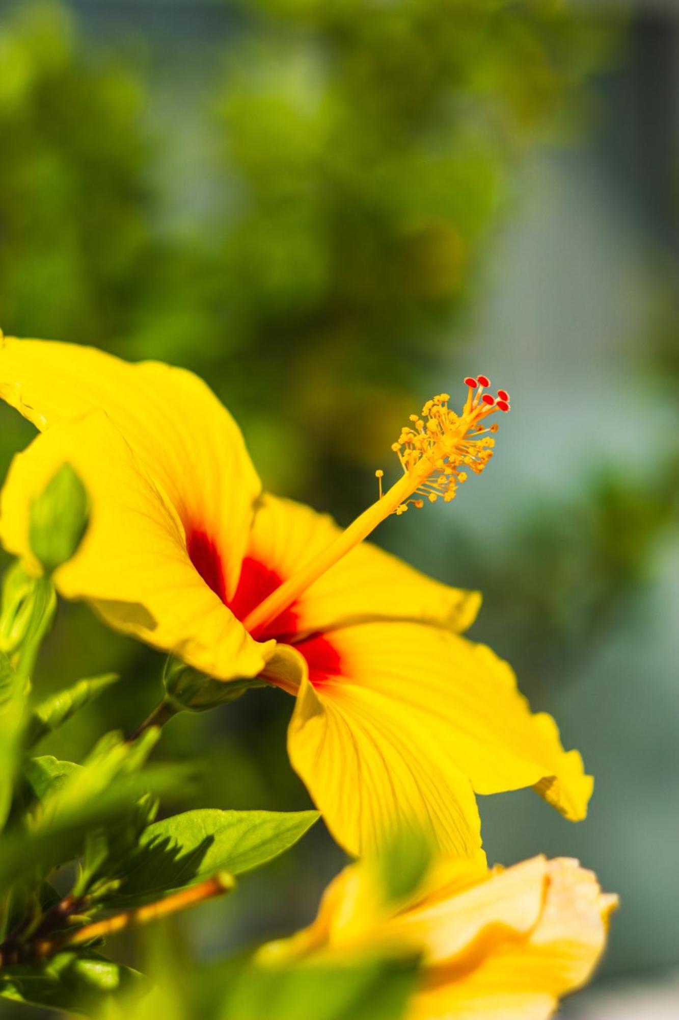 Costa Adeje Garden Aparthotel Playa de las Americas  Ngoại thất bức ảnh
